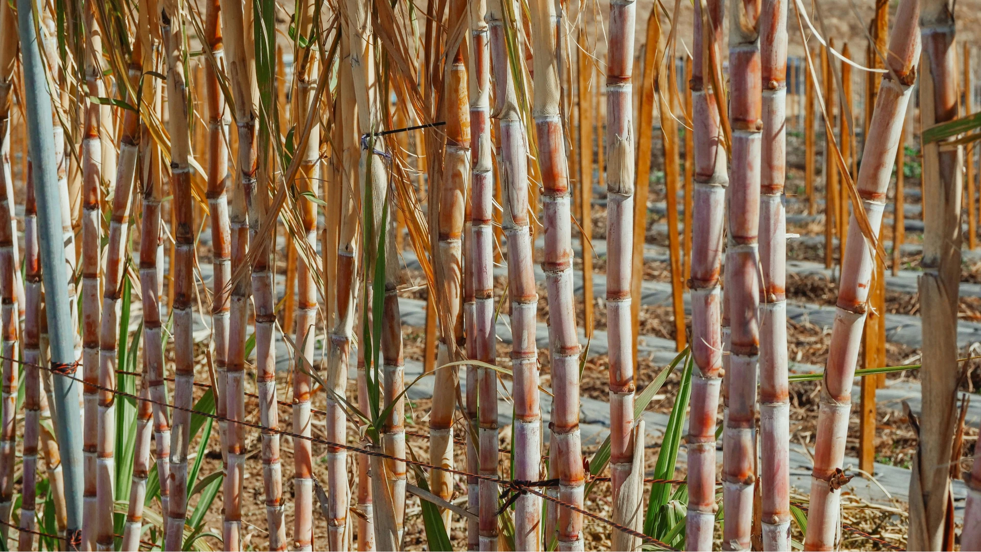 Sugarcane: The Foundation of Our Sustainable Products